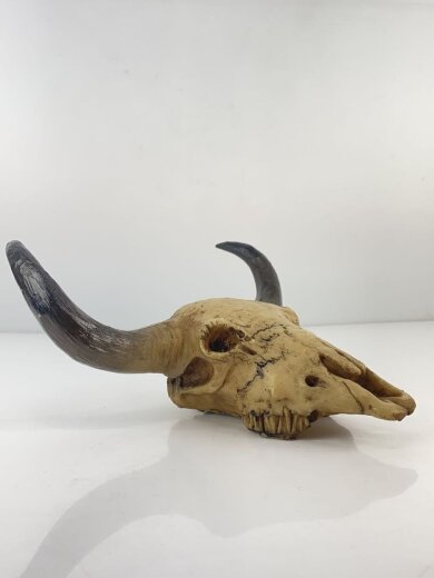 商品画像：バッファロースカル/レプリカ/牛頭骨/インテリア雑貨 3