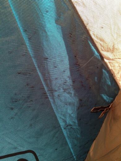 画像：Colemanテント7