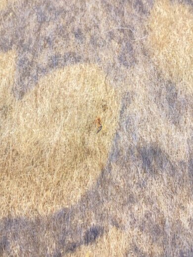 画像：Loro Pianaマフラー/カシミア/BRW/レディース//4