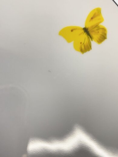 商品画像：プレート/WHT/Aux Oiseaux/27cm/傷有り 4